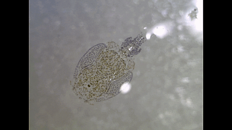  Caligidae spp. (Sea louse) 바다 물이-류 모음 2023