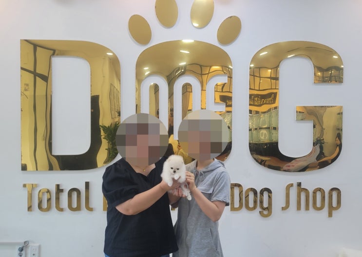  눈처럼 하얀 포메라니안, 드디어 새로운 가족 품으로!/강아지분양 세종애견샵 세종시강아지분양 오송강아지분양 오송애견샵