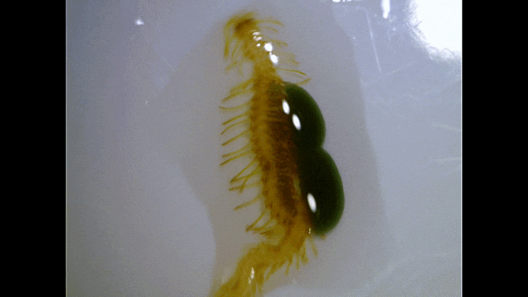  Syllidae spp. (pelagic Syllid worms with eggs.)부유성 포란 염주발갯지렁이류 모음(2023-Part.1)