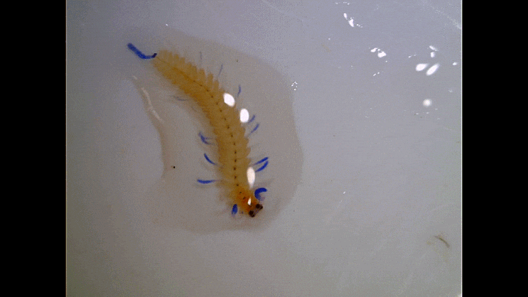  Unidentifiable pelagic worms (Annelida spp.) 미동정 부유성 환형동물 모음 (2023-part.1)