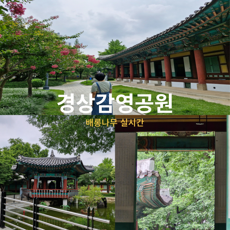  대구공원 경상감영공원 주차장,배롱나무,콘페스타 정보