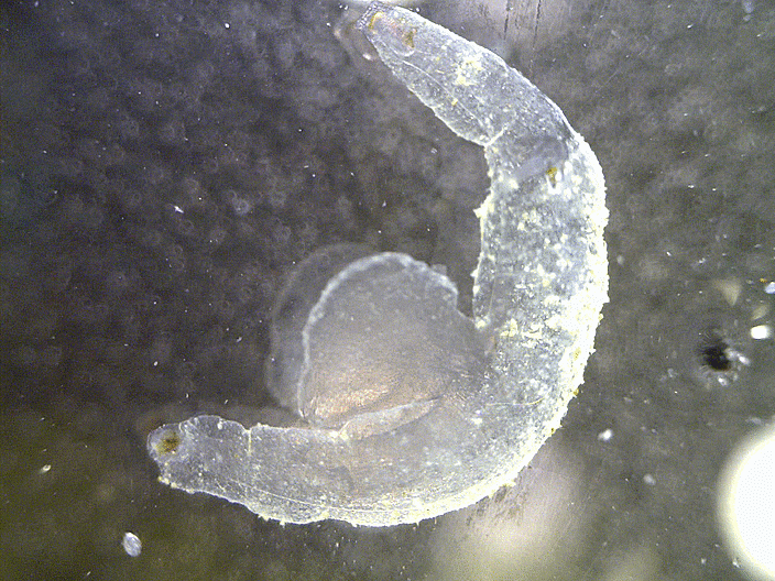  Firoloida desmarestia シリキレヒメゾウクラゲ (juvenile) 해파리고둥과의 1종 시리키레히메조우쿠라게의 유체