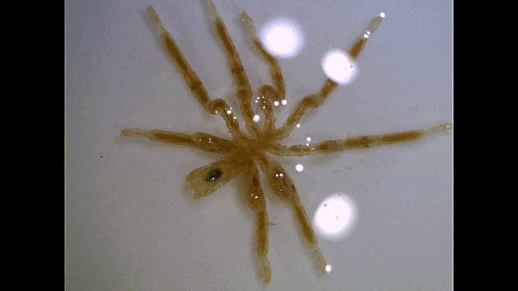  Pycnogonida spp. (Sea spiders) 바다거미류 촬영 모음(2023)