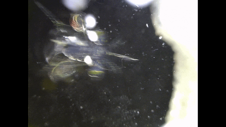  갯가재-류 어린시절 모음(2023) Mantis shrimp (Stomatopoda; Pelagic stage Larval-early juveniles)