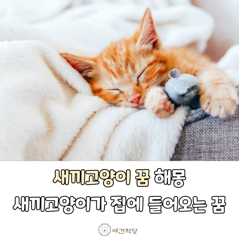 새끼고양이가 집에 들어오는 꿈, 새끼고양이 꿈 해몽 의미는?