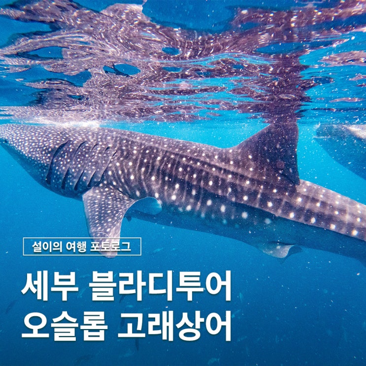  오슬롭 세부 고래상어 스노쿨링 투어 예약 가격 후기