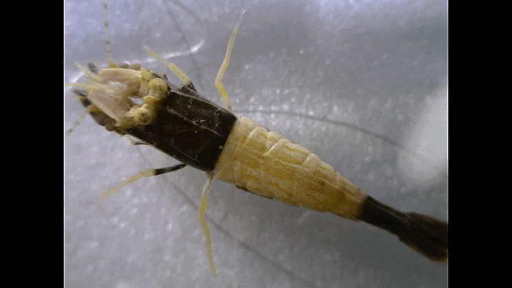  Crangonidae spp. 자주새우-류 촬영 모음 (2023)