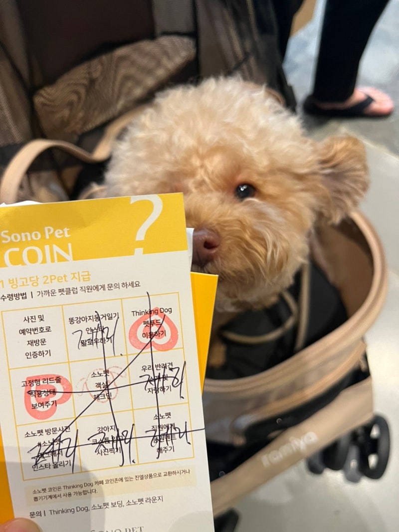 강원 홍천] 강아지를 위한 여행 - 소노펫 비발디파크 내돈내산 방문 : 네이버 블로그