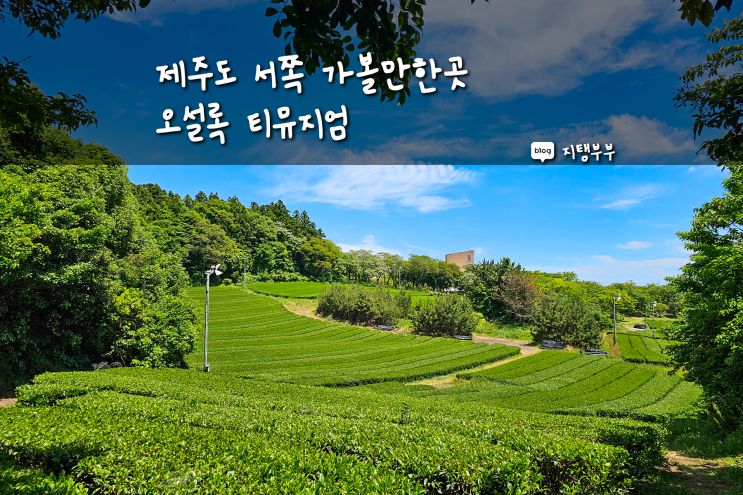  제주도 서쪽 가볼만한곳 예전보다 볼거리 많아진 오설록 티뮤지엄 녹차아이스크림 저렴하게 먹는 팁 제주오설록 녹차밭 사진찍기 좋은 곳