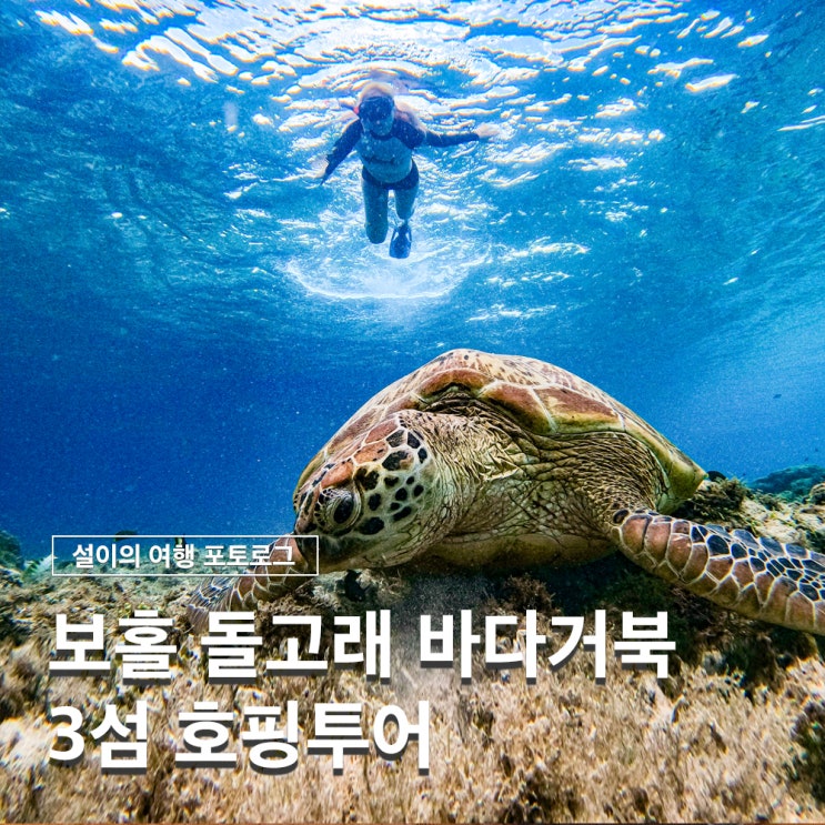  보홀 발리카삭 호핑투어 바다거북과 즐기는 현지 스노쿨링