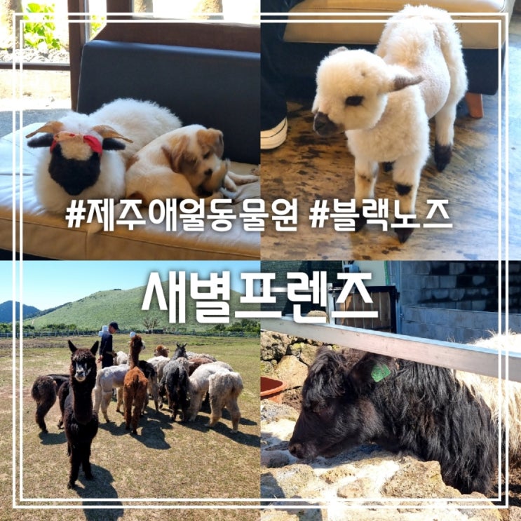 새별프렌즈 || 블랙노즈 양 알파카 미니소 동물체험 테마파크 제주애월동물원 새별프렌즈 || 블랙노즈 양 알파카 미니소 동물체험 테마파크 제주애월동물원