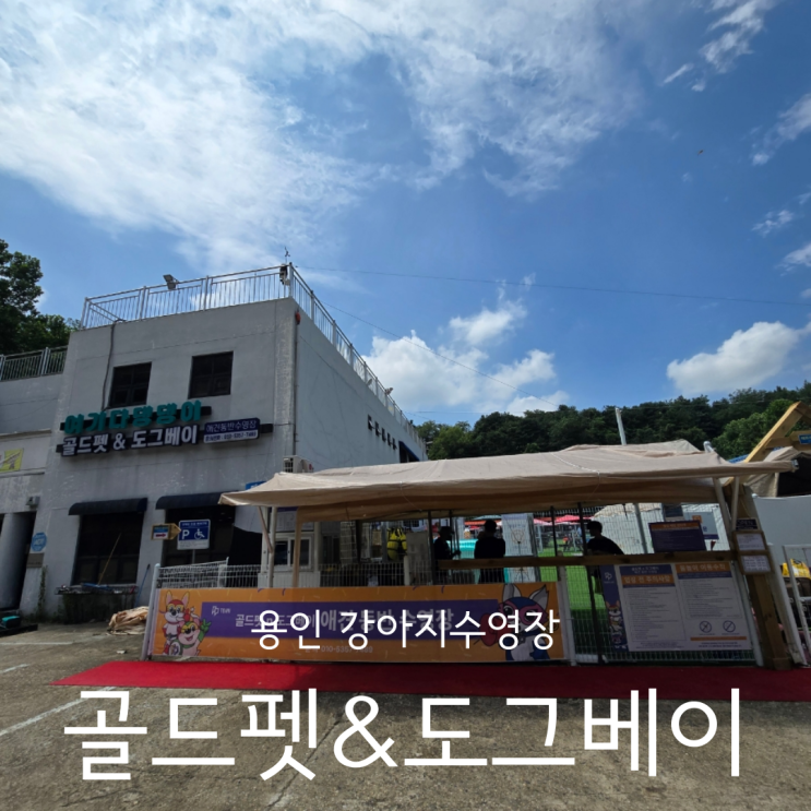  용인 강아지수영장 여기다댕댕이 골드펫&도그베이 넓은 강아지운동장 + 취사가능