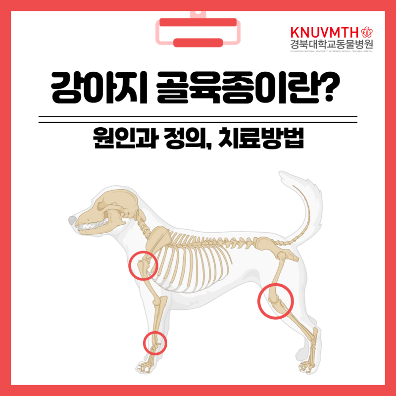 강아지 골육종 원인과 정의, 치료방법