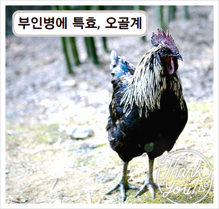  오골계 효능
