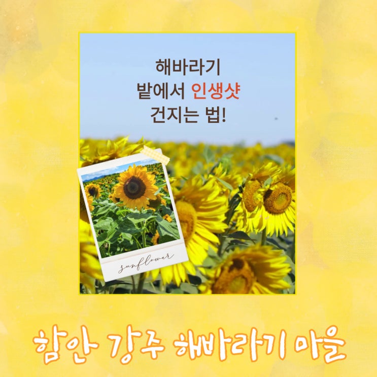  경남 가볼만한 곳 함안 강주 해바라기 마을, 축제, 개화 상태