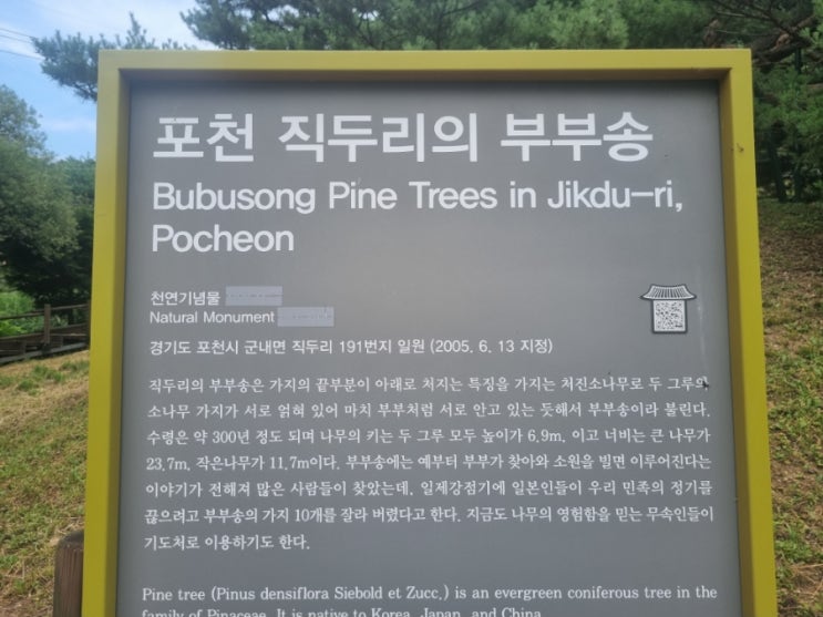 오래된 <b>나무</b>들, <b>천연기념물</b>, 포천,강릉,이천,예천,양주