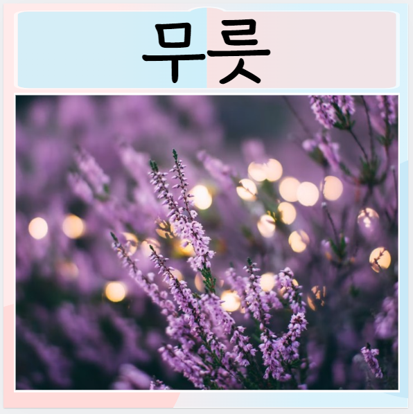  무릇효능 먹는방법 주의사항 좋은점은?