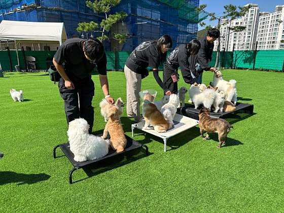안녕똑독아소형견유치원호텔
