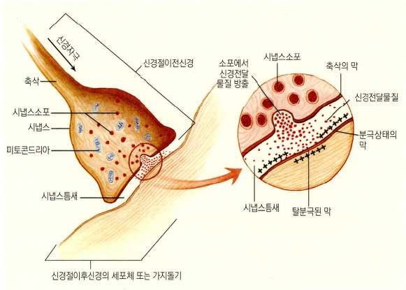  [CSCS] 신체 조직의 구조와 기능 : 근신경계(1)