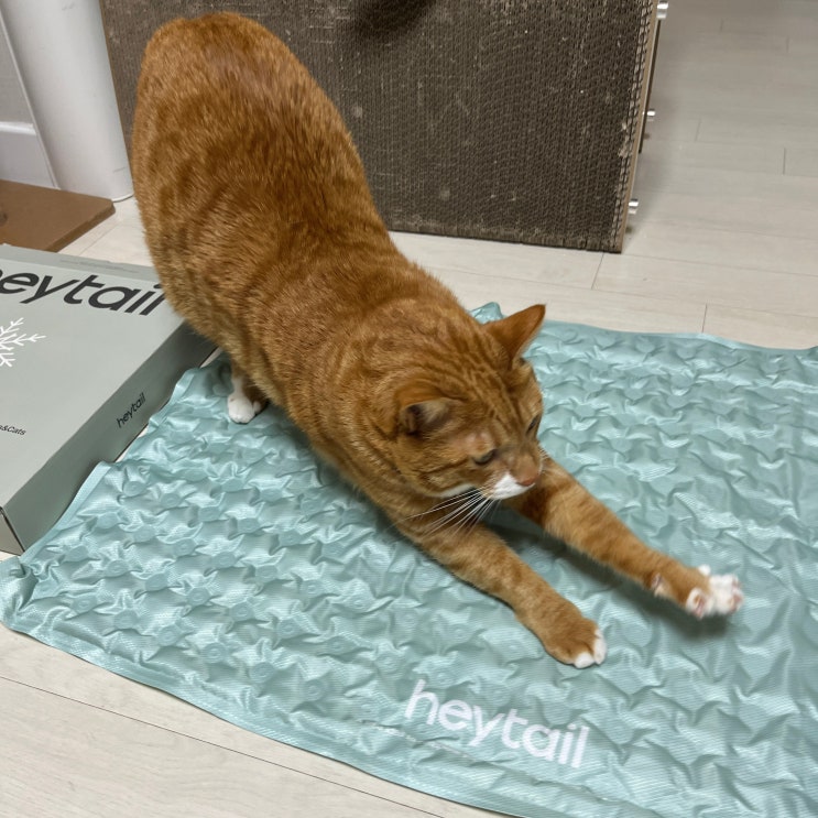  고양이 강아지 쿨매트 헤이테일 다이소 비교