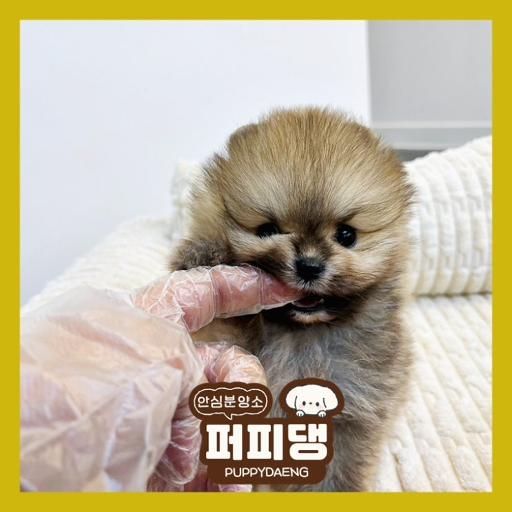  과천푸들가정분양 사랑스러운 눈망울