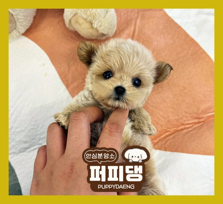  파주토이푸들분양 많이 볼 수 있는 곳