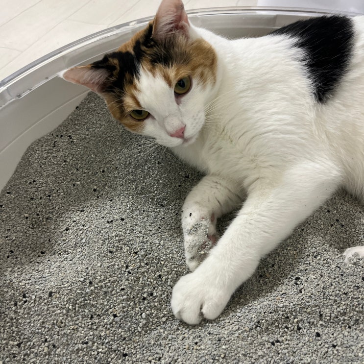  고양이 벤토나이트 모래 추천 스쿠핑스 한고연몰 후기