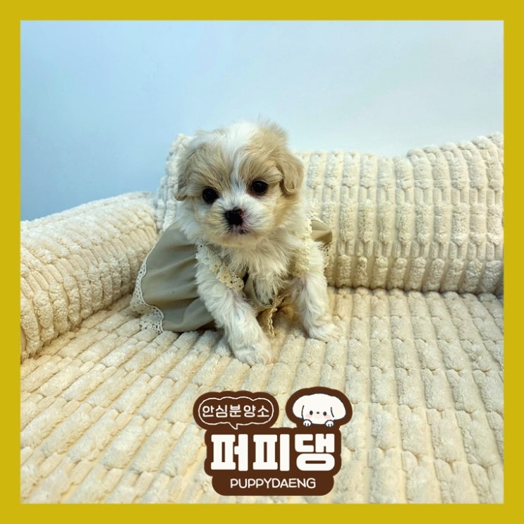  안산포메라니안분양가 도움을 받았어
