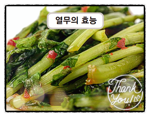  열무효능 열무김치효능