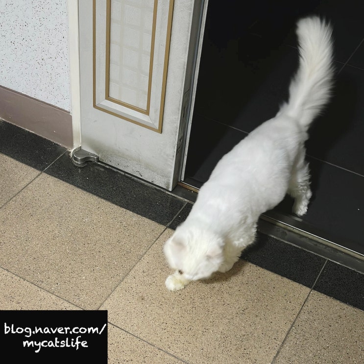  고양이 항암보조제 하루 30개.. 후코이단 분자량과 맥주효모 베타글루칸