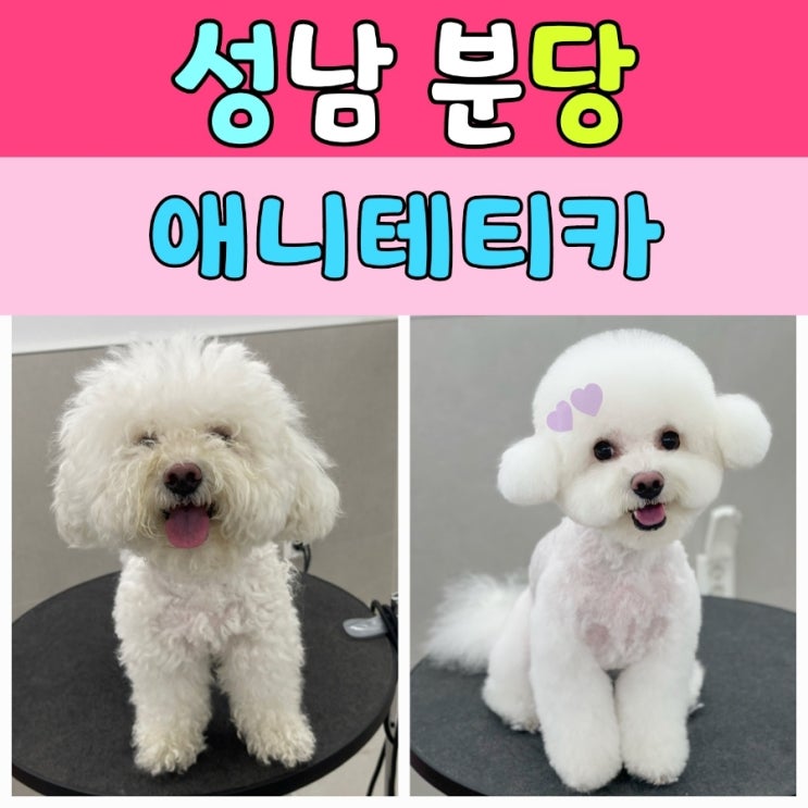  분당 애견미용 [ 애니테티카 ] 견생미용