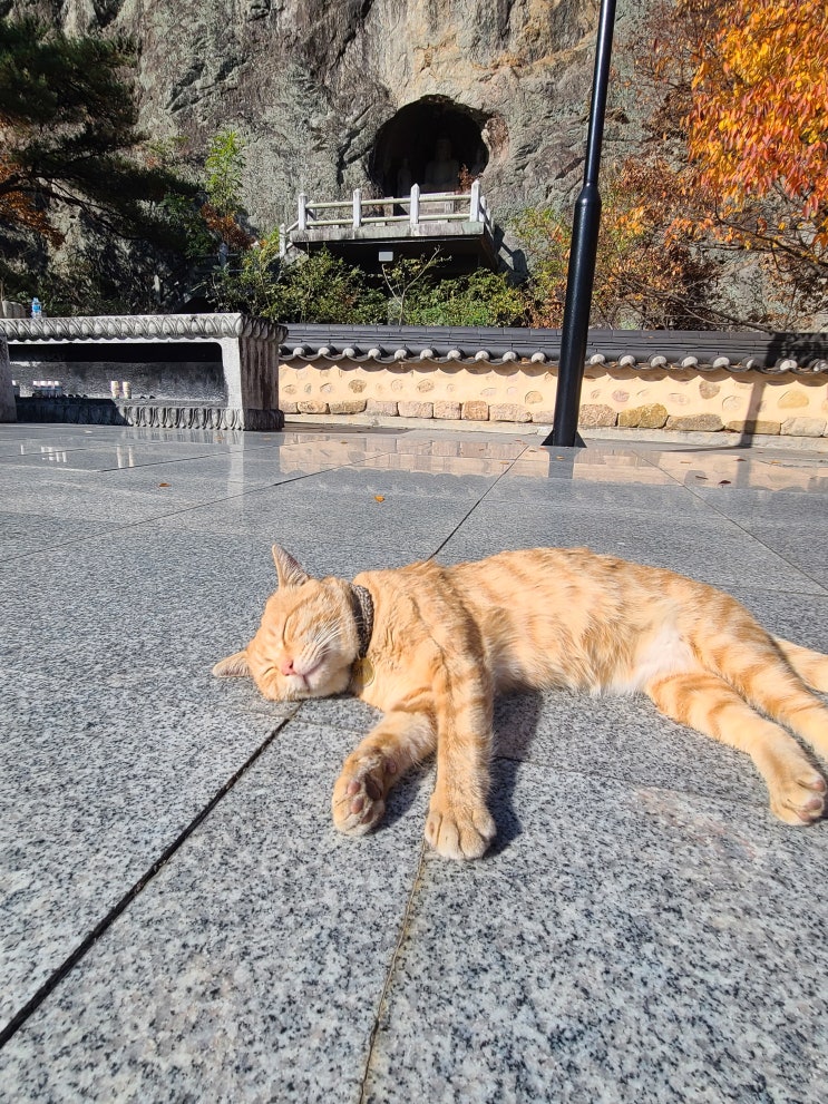  스페셜 포토덤프 길냥이 컬렉션 고양이 사진들 모음