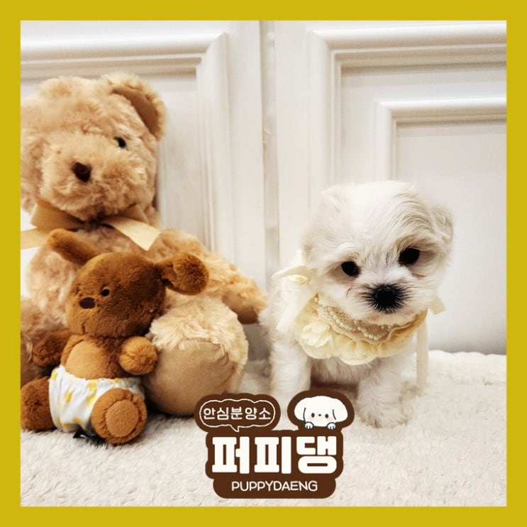  강서비숑가정견분양 산책갈까요