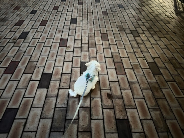  여행블로거 람s의 휴식(장마),강아지 산책시키기