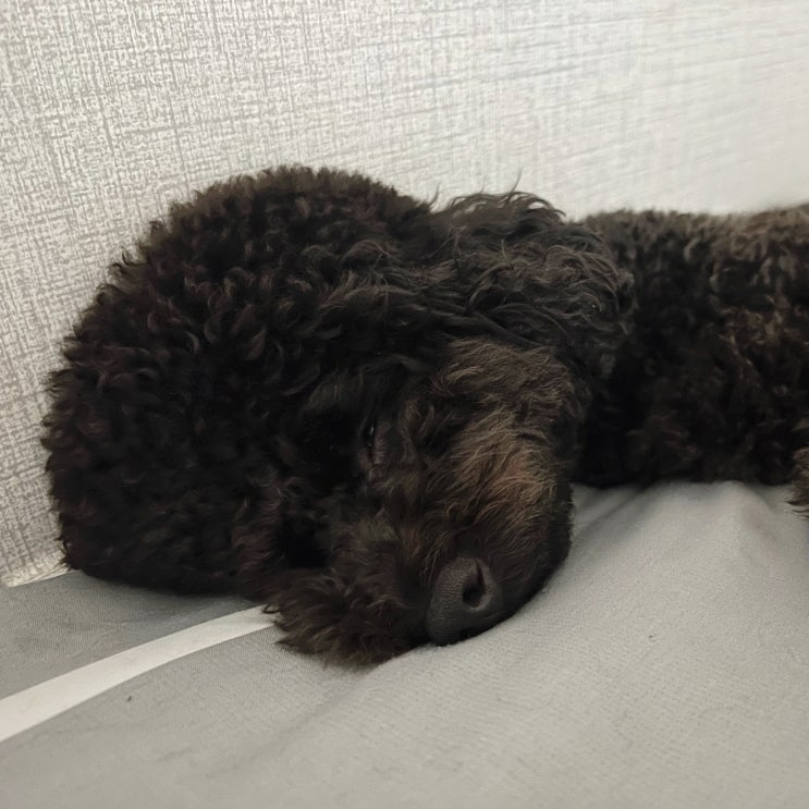  강아지 잠꼬대 원인과 발작 구별법, 응급대처 방법