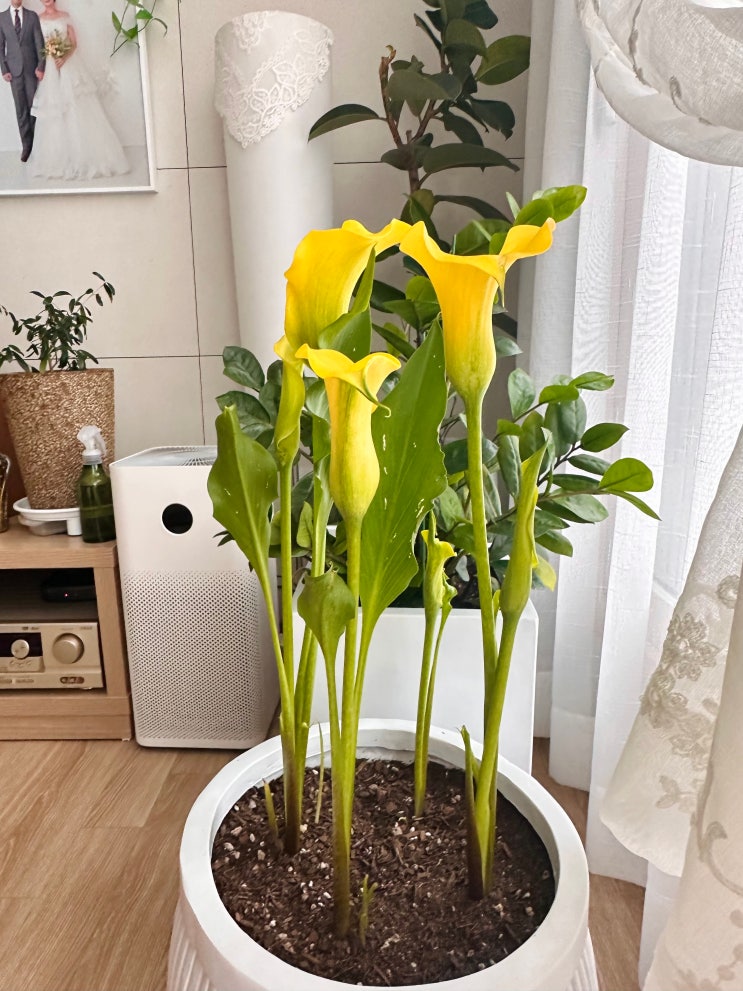  노란색 카라(Yellow Calla Lily) 꽃의 실체, 구근 캐기와 보관법, 꽃말과 키우는 방법