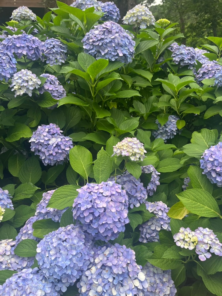  해남 가볼만한 곳 / 해남 수국축제 후기 / 주차장 / 입장료