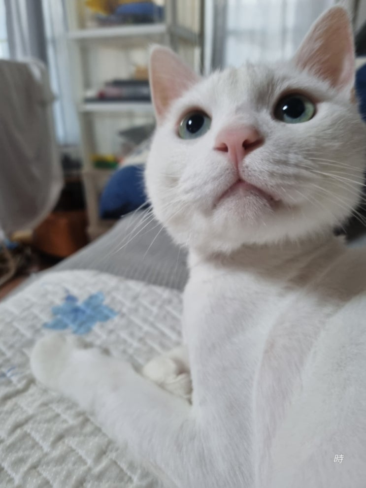  우리동네 펫시터로 살아보기
