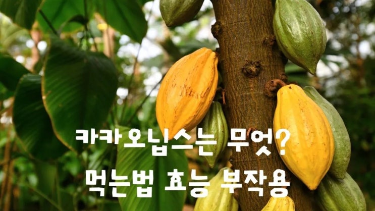  카카오나무 카카오닙스는 무엇? 카테킨 항산화효능 먹는법 부작용