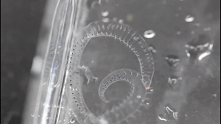  Alciopidae spp. (Alciopini:Holopelagic transparent worm) 알시오피니-류(Alciopini)  촬영 모음 2023