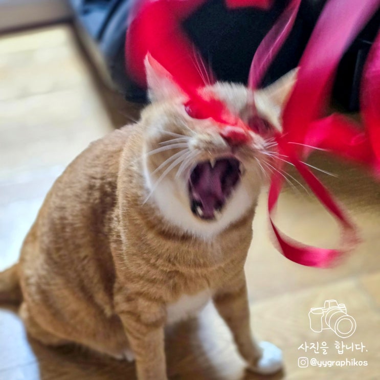  4주차 : 빵끈만 있어도 행복한 빵돌이