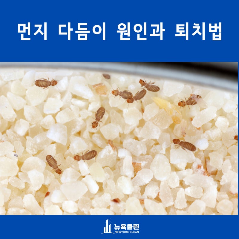 화장실과 욕실의 작은벌레 먼지다듬이 원인과 한방퇴치법