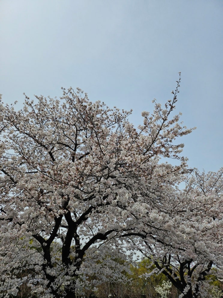  세무기장 약국 겸영사업자 부가세