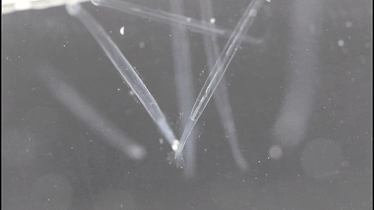  Chaetognatha spp. (arrow worm) 화살벌레-류 촬영 모음 (2023)