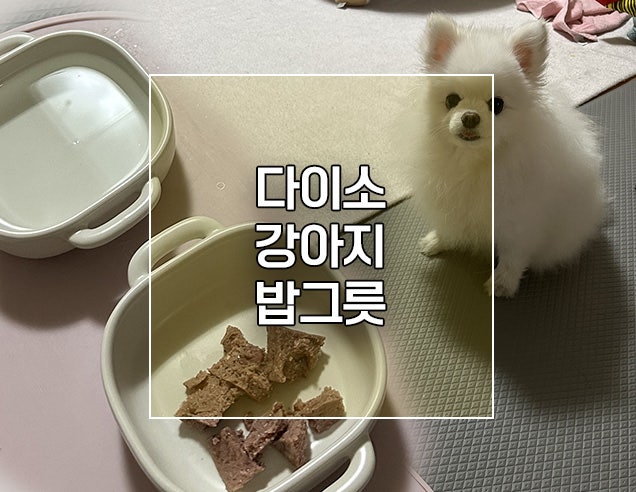 다이소 강아지 밥그릇 도자기 소재 식기 추천