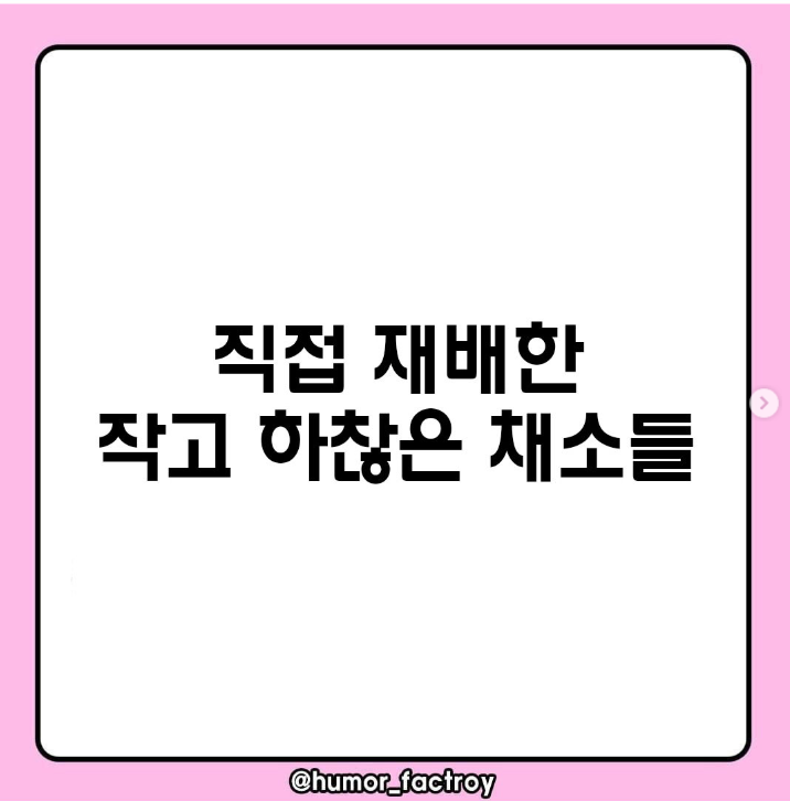  직접 재배한 작고 하찮은 채소들