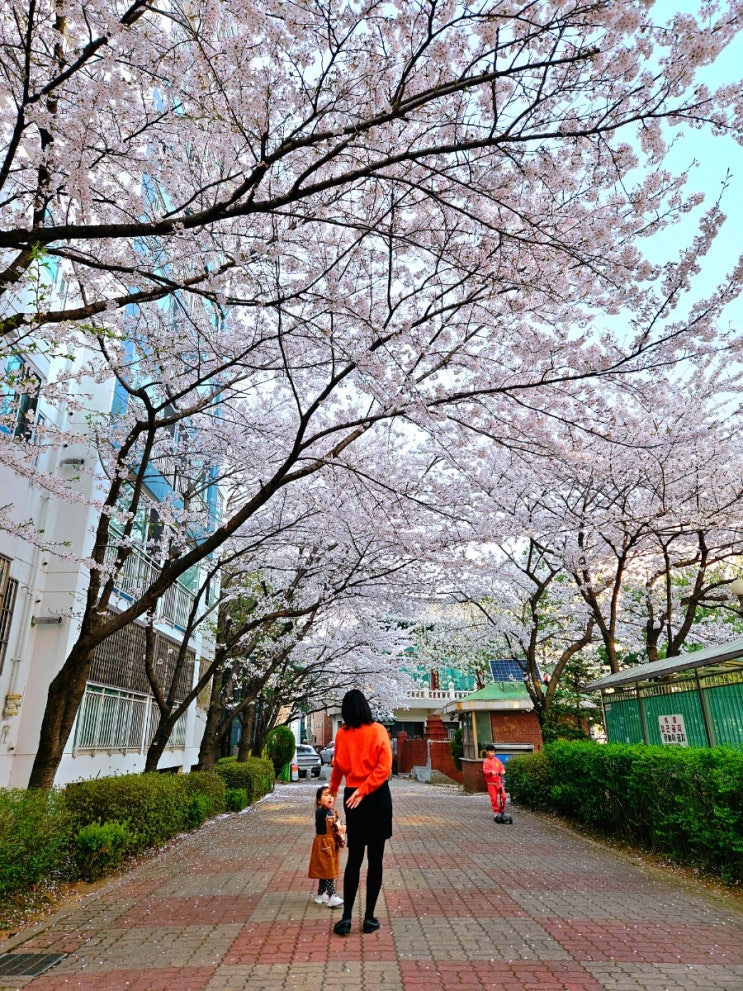  [30m 3w] 완연한 봄 벚꽃 구경 / 유아 발레 수업 시작 / 팔각정 나들이 / 과천 만나카페 동물농장 / 낙성대공원 아이랑 갈만한 곳