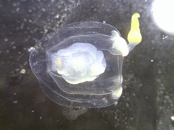  Euphysa species (possibly Euphysa aurata Forbes, 1848 カタアシクラゲモドキ)