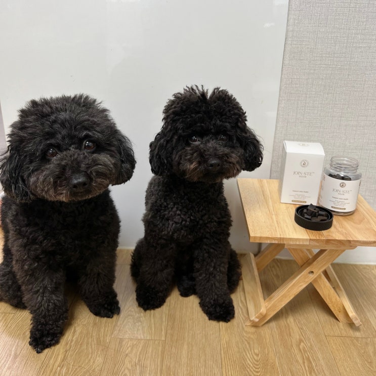  강아지 관절약 슬개골 예방 애견영양제 조인스테