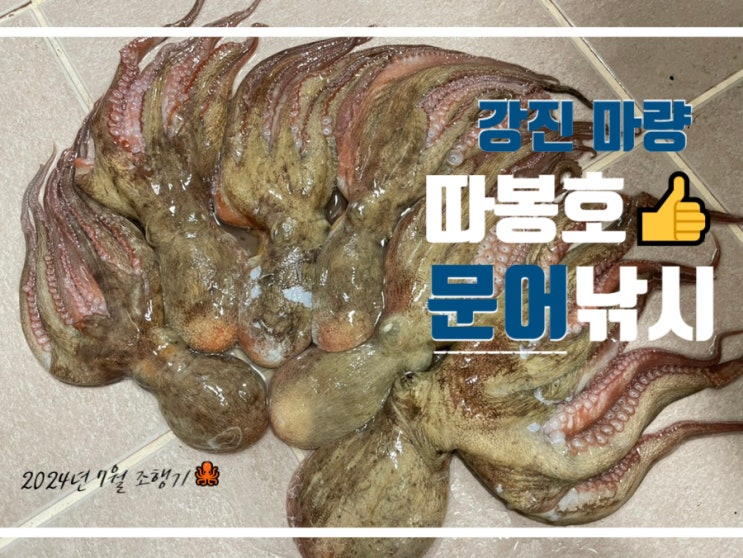  강진 문어낚시 마량 7월 골드비너스&따봉호 조행기